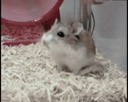 Hamster(h)jul
